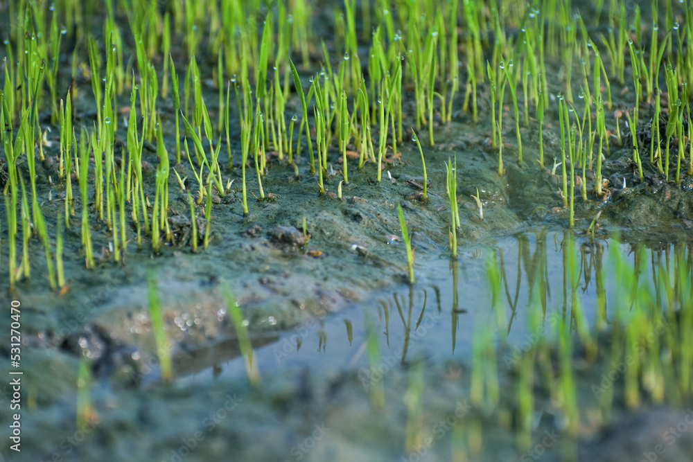 young Rice sprouts in paddy field. This is the first stage of rice cultivation young Rice sprouts in paddy field. This is the first stage of rice cultivation