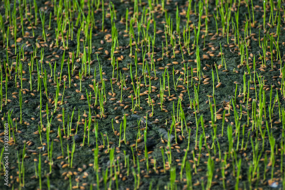 Obraz premium young Rice sprouts in paddy field. This is the first stage of rice cultivation