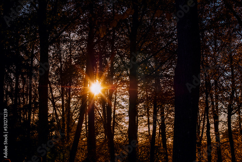 Fototapeta Naklejka Na Ścianę i Meble -  Sunset through the Forest