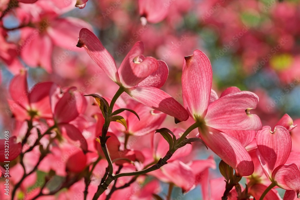 Award-winning Cornus kousa 'Miss Satomi' (Kousa Dogwood) Award-winning Cornus kousa 'Miss Satomi' (Kousa Dogwood)