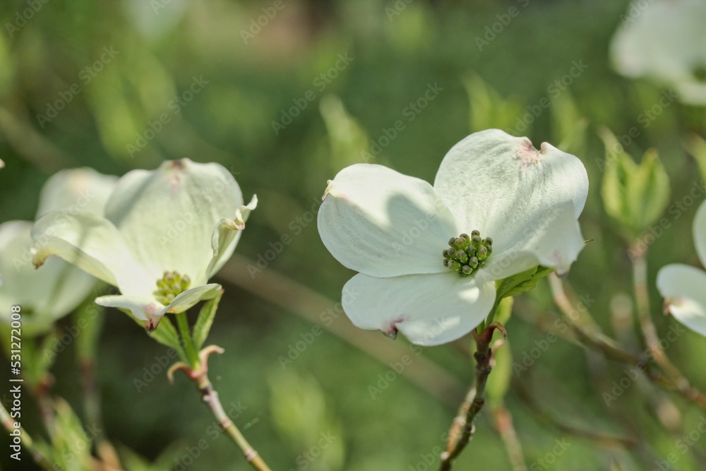 Fototapeta premium Sunday spring time. Blooming white shrub Cornus kousa. 