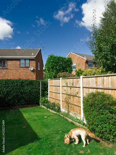 Wallpaper Mural Dog and lawn in a typical English back garden summer  blue sky in Manchester, UK
 Torontodigital.ca