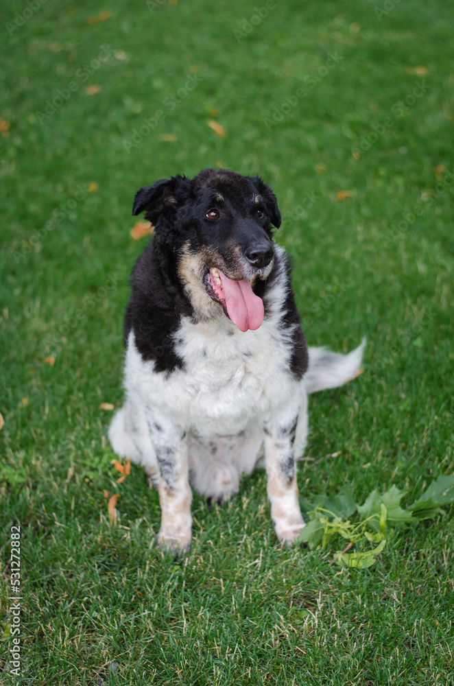 Cute tricolor mix breed dog. A dog without a breed white, black and red colors on the green grass in the summer park Cute tricolor mix breed dog. A dog without a breed white, black and red colors on the green grass in the summer park