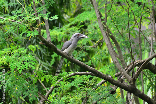 Indian grey hornbill perched on a branch of a tree photo