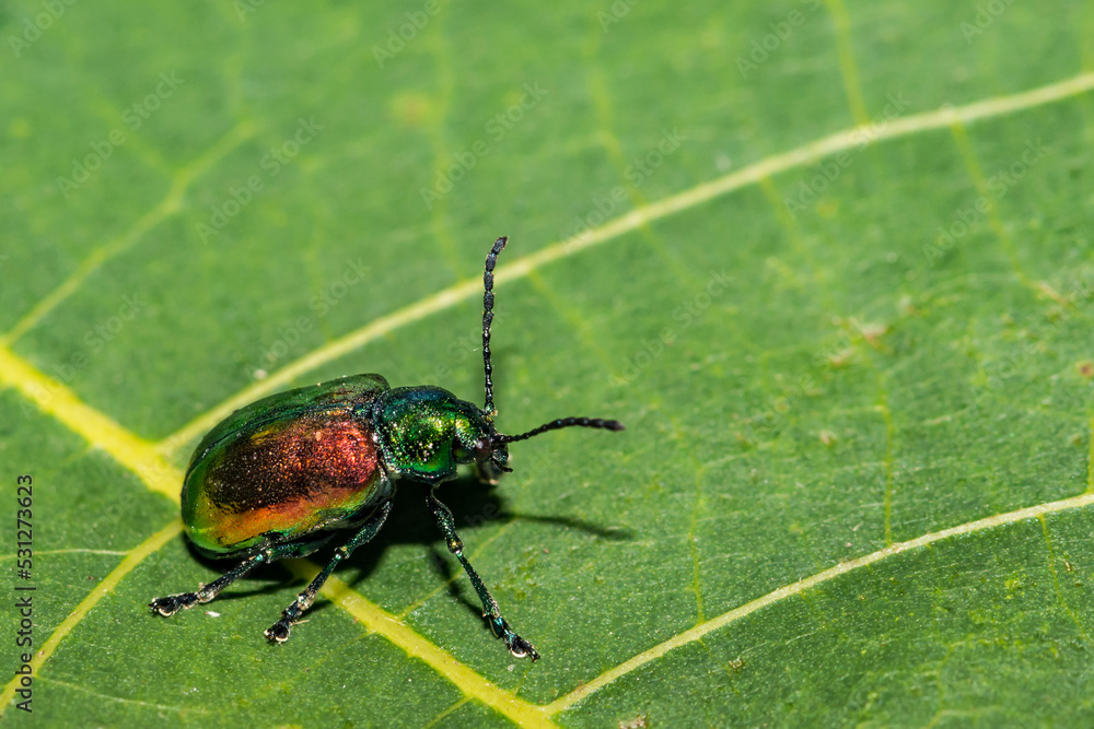 Naklejka premium Dogbane Leaf Beetle - Chrysochus auratus