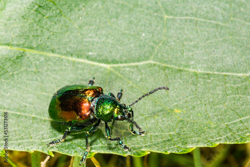 Dogbane Leaf Beetle - Chrysochus auratus photo