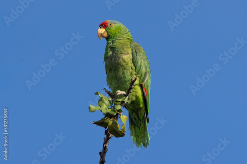 Red-crowned Amazon parrot, Amazona viridigenalis, shown in Pasadena, California. This is an endangered parrot species, native to northeastern Mexico and southern Texas.