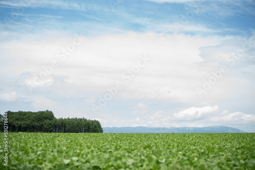 green field and blue sky