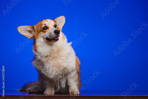 Studio portrait of a corgi dog isolated on a blue background. Funny dog face. World Pet Day. A place for advertising.