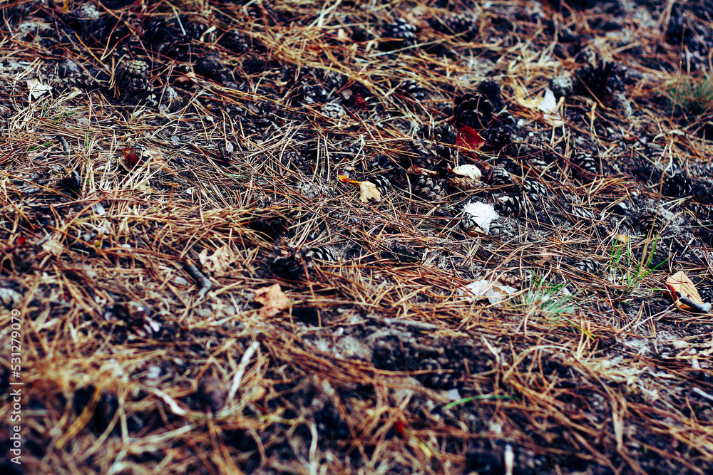 Pine needle forest floor with cones Pine needle forest floor with cones