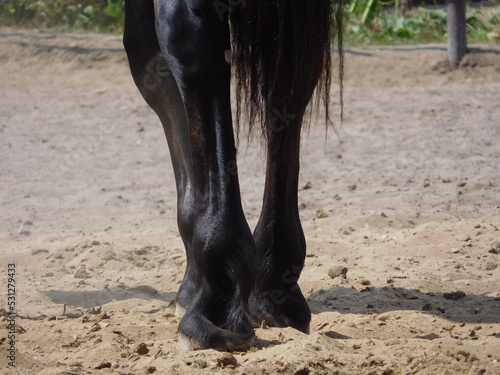 horse legs close-up, tail, back view