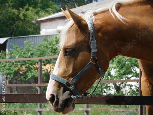 Palomino horse with white mane close-up, profile portrait