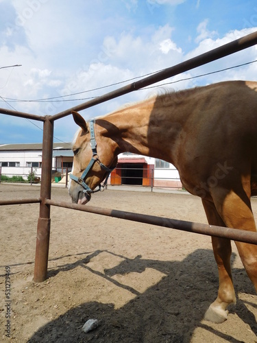 Palomino horse in paddock portrait against the sky