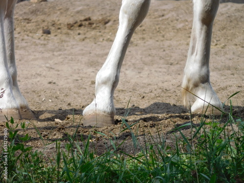 legs and hooves of a light-colored horse, grass in the foreground