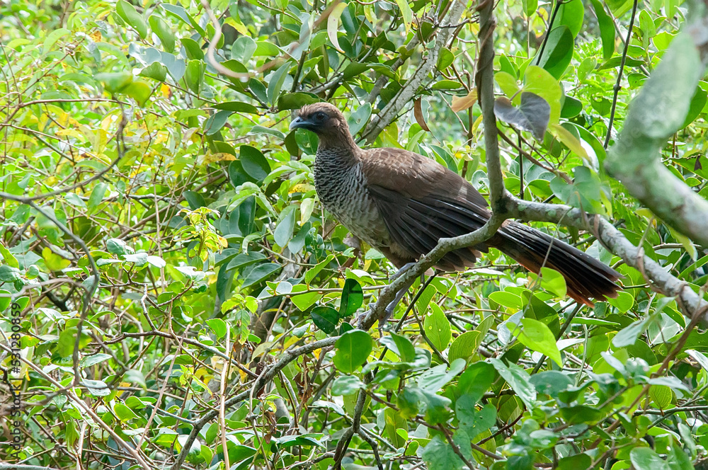 Beautiful aracuã bird landed on a branch in the forest Beautiful aracuã bird landed on a branch in the forest