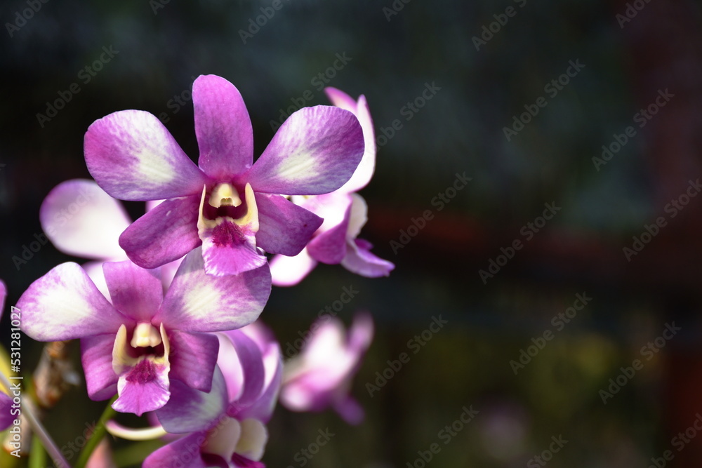 Dendrobium orchid blooming on branch in garden