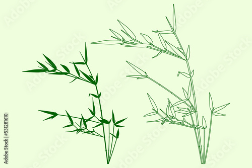Green bamboo plant. Outline and silhouette bamboo branches. Vector illustration photo