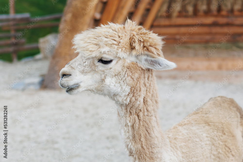 An inquisitive alpaca posing for a photo. Funny looking alpaca at farm.