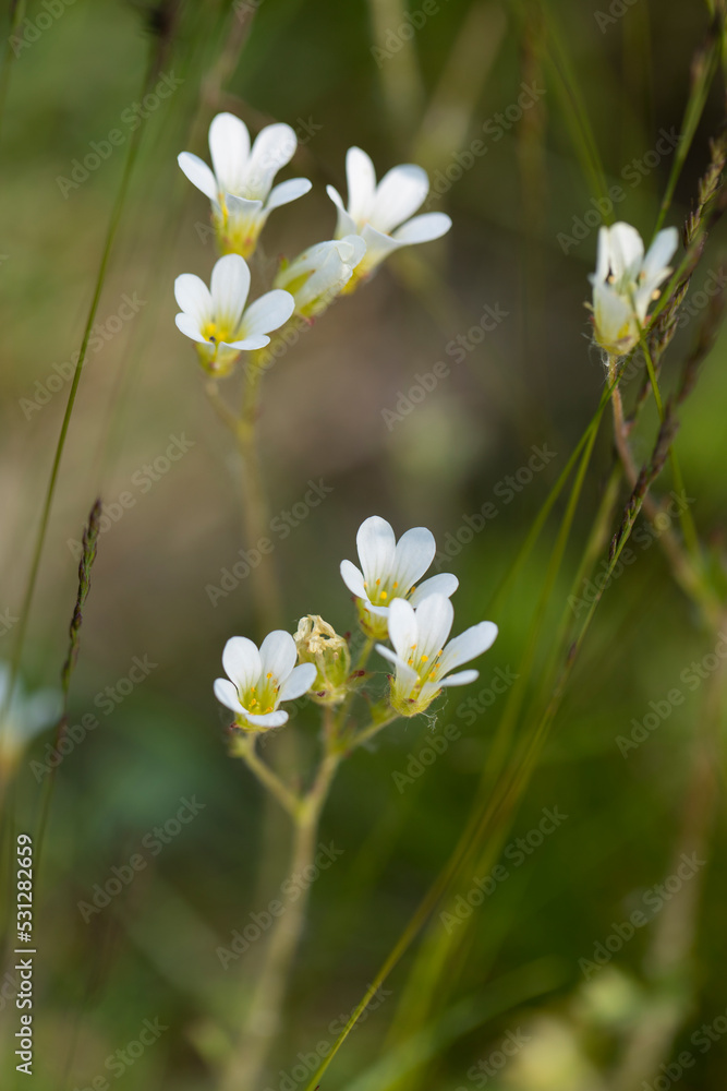 White flowers on a blurred background