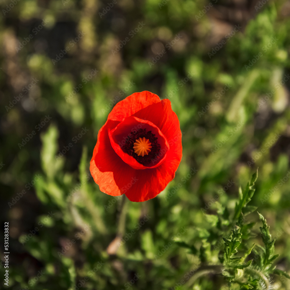 Fototapeta premium poppy flower photographed in the meadow of the archaeological area of Pompeii at the foot of Mount Vesuvius