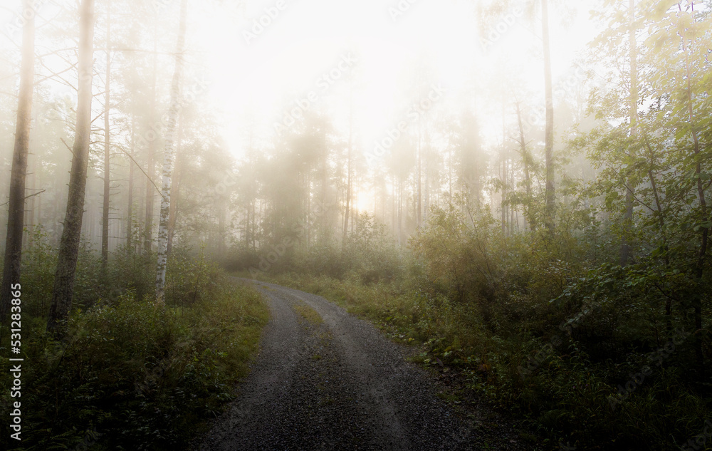 Fototapeta premium morning in the forest