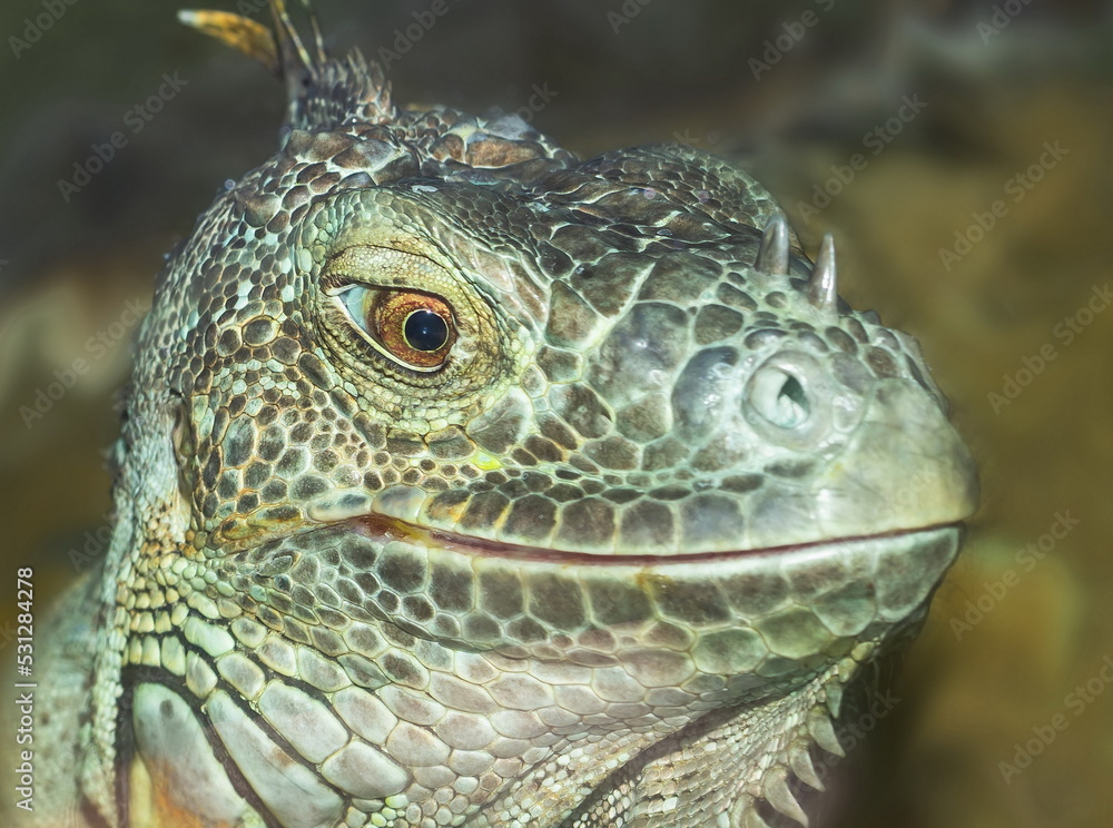 green iguana close-up with big eyes green iguana close-up with big eyes
