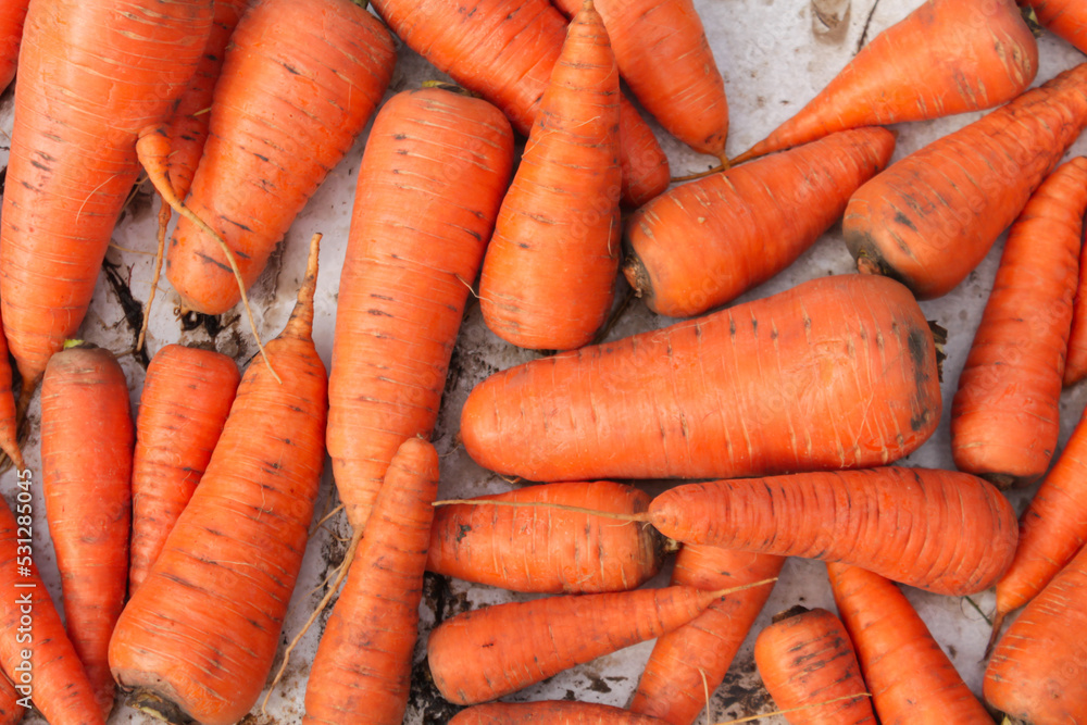 collection of carrots. carrot texture background. Vegetarian food rich in vitamins collection of carrots. carrot texture background. Vegetarian food rich in vitamins