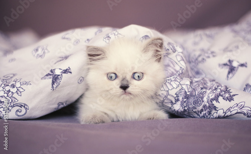 Long-haired kitten sitting under the duvet