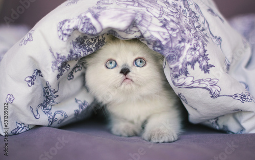 Long-haired kitten sitting under the duvet
