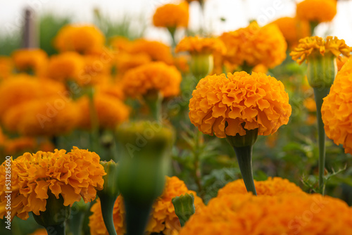 Marigold garden when the flowers are blooming