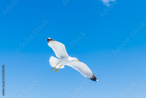 Sea gull in flight on a blue clear sky
