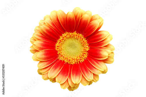 Fresh gerber flower in yellow and orange  isolated on transparency photo png file 