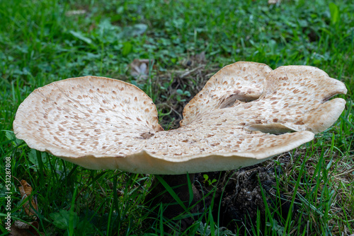 Large Mushroom growing in the woods photo