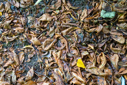 Autumn leaves on the ground texture
