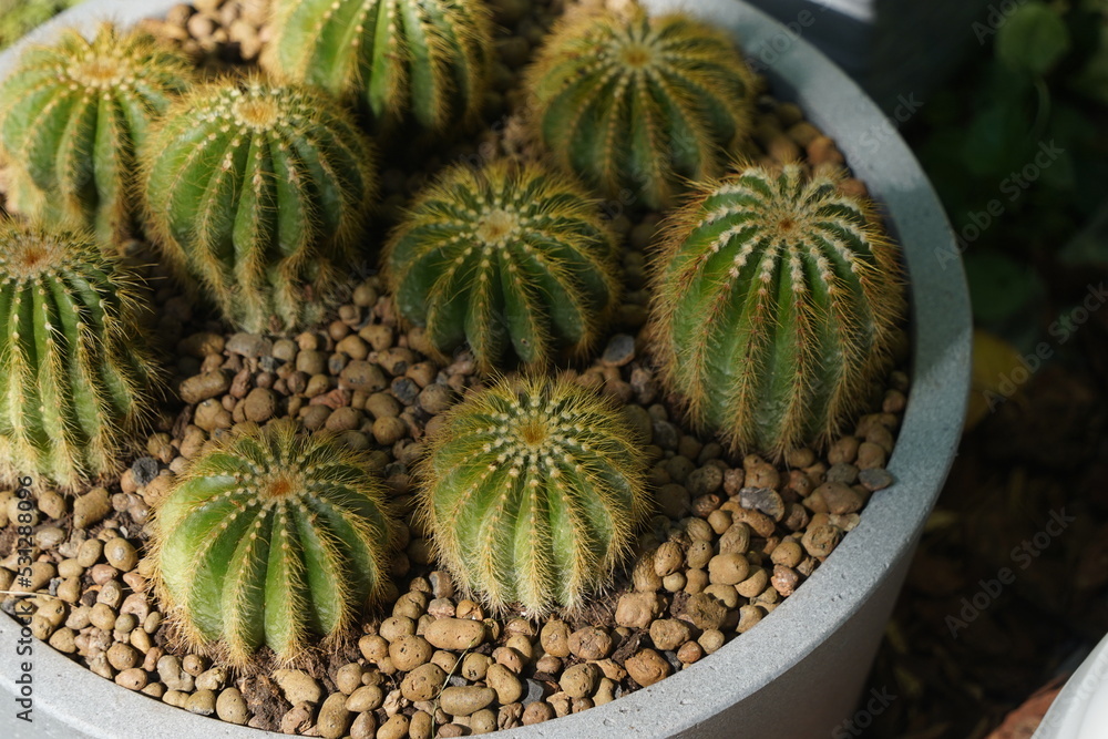 Cacti succulents in pots at the exhibition-sale. Cacti succulents in pots at the exhibition-sale.