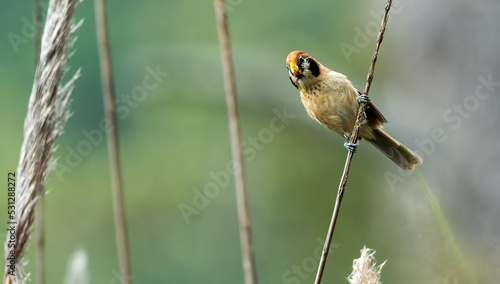 parrotbill photo