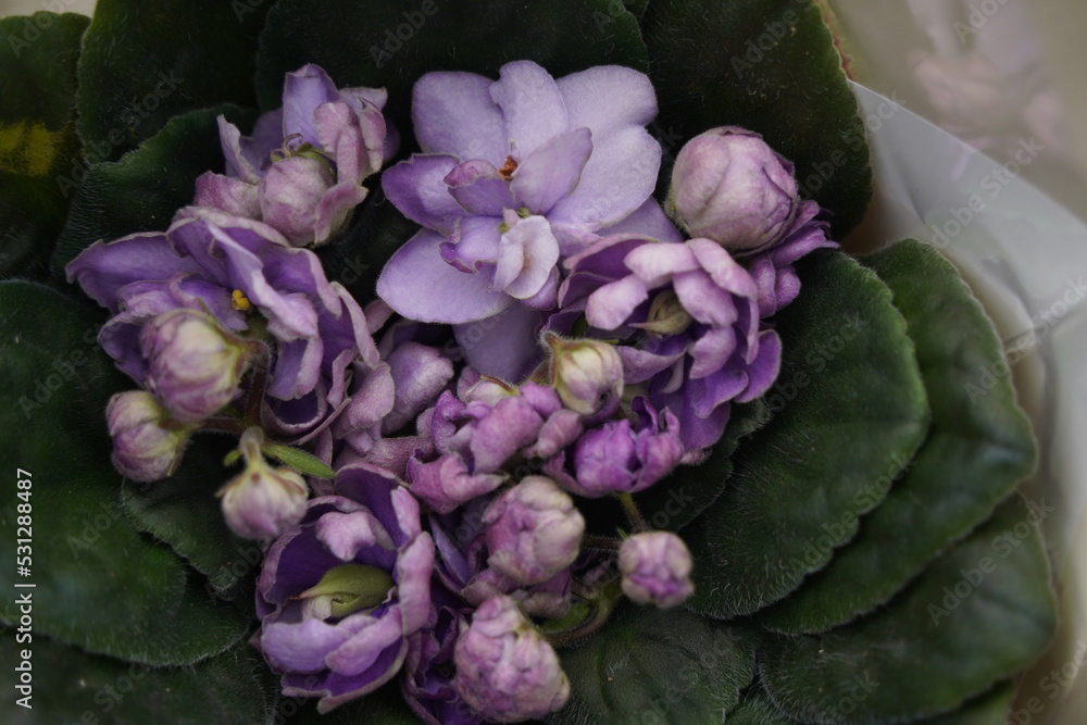 Pots with fresh violet flowers at the exhibition-sale. Pots with fresh violet flowers at the exhibition-sale.