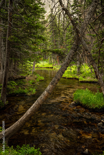 Swooping Trees Cross In Front of Calm Creek