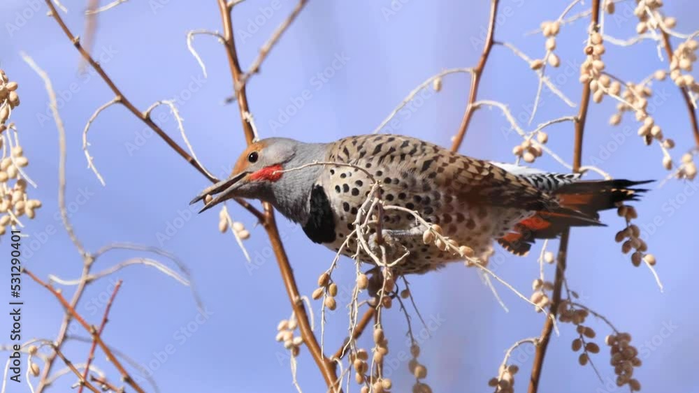 Northern Flicker bird eating seed pods from a Russian Olive tree. Stock