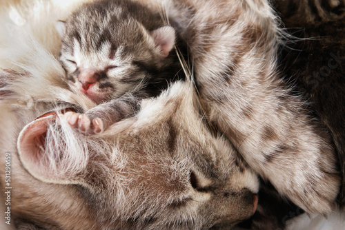 Cute cat and newborn kittens