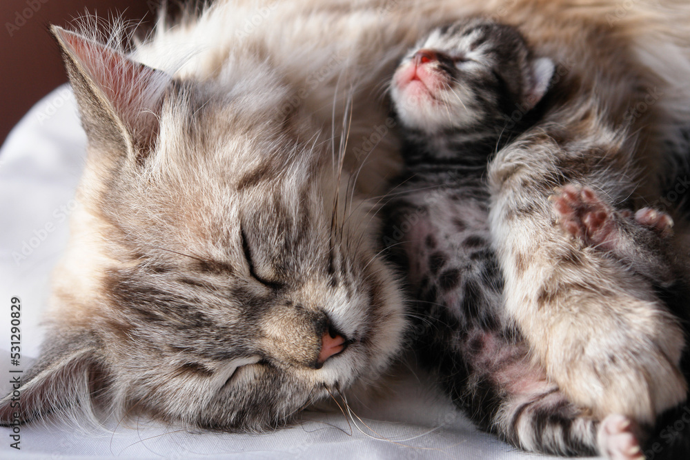 Cute cat and newborn kittens