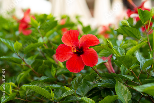 Close up of Hibiscus rosa-sinensis, known as Chinese hibiscus or Chinese Rose. Bright red flower on green background