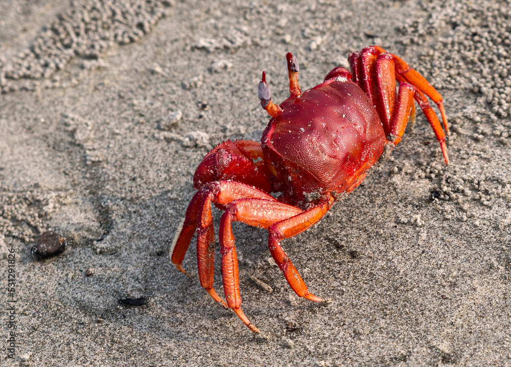 red crab on the beach