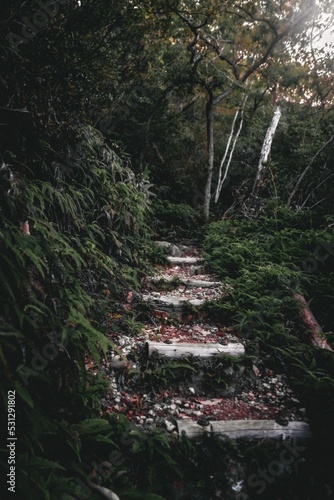 Stone staircase going through the forest photo