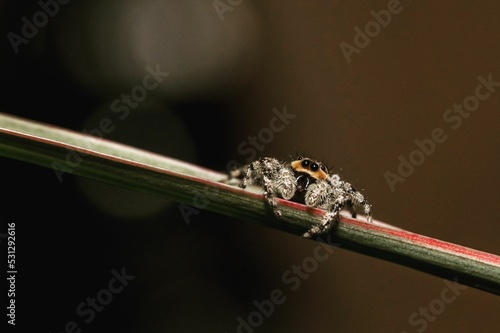 Closeup shot of a Marpissa muscosa spider on a straw with blurred background photo