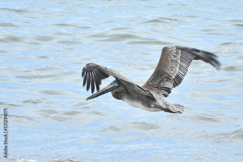 Brown pelicans prowl the shore of the beach in search of food on the boardwalk in Puerto Vallarta. on August 3, 2022 in Puerto Vallarta, Mexico. (Photo by Carlos Tischler/ Eyepix Group) © Eyepix