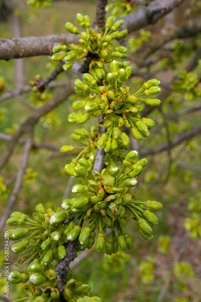 small green flowers on the trees
small green flowers on the trees
