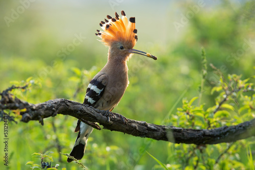 Canvastavla Eurasian hoopoe, upupa epops, sitting on a branch with a worm in beak in summer forest among green leaves