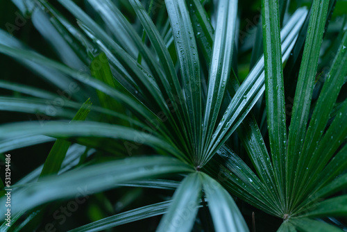 exotic fresh  dark green soft light and shadow palm leaves foliage plant background.concept for summertime,tropical forest travel,botanical design.