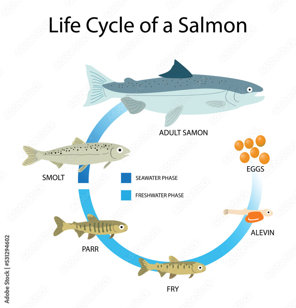 illustration of animals and biology, Life cycle of a Salmon, salmons ...